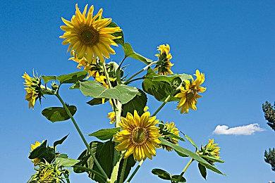 《极限竞速：地平线6》蓄势待发，共赴樱花国之旅！